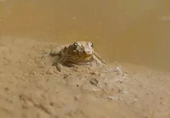 Frosch