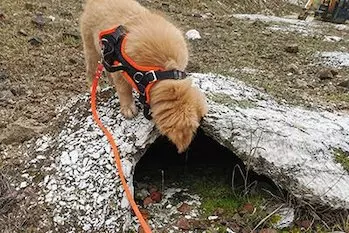 Retriever 2
