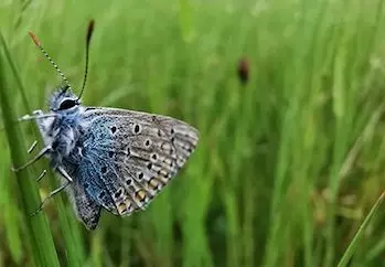 Schmetterling