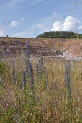 Naturgips Weide mit Pflanzen