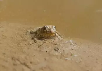 Naturgips Kröte